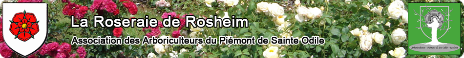 Entête Roseraie de Rosheim - Association des Arboriculteurs du Piémont de Saint-Odile