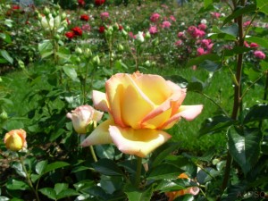 Photo rose jaune
