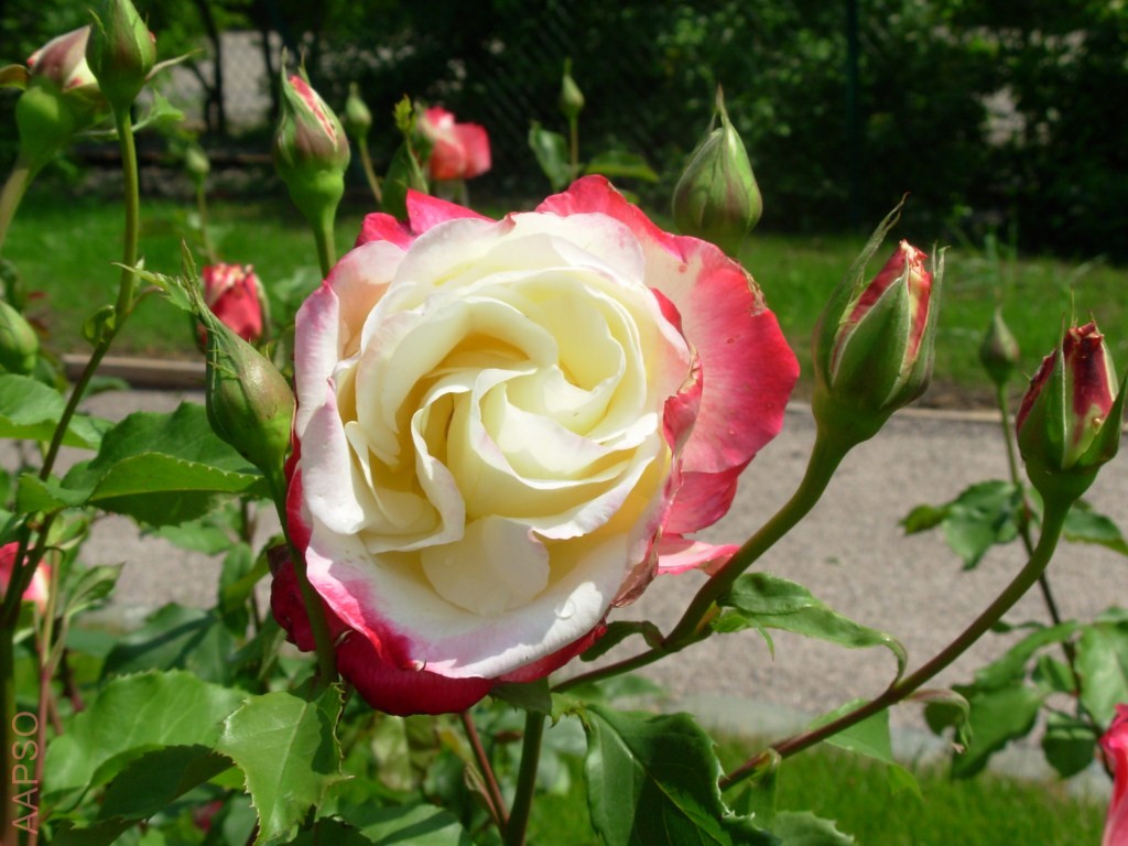 AAPSO-rose_blanc_rose