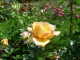 AAPSO-rose_jaune