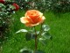 AAPSO-rose_orange
